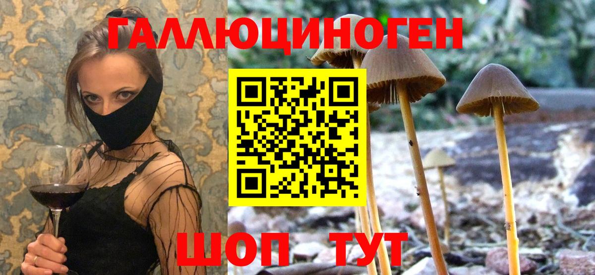 Псилоцибиновые грибы Cubensis  Вход с VPN  Белгород 